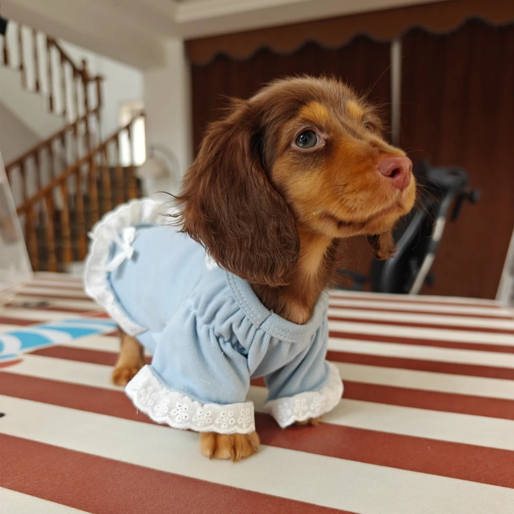 Vestido azul con lazo para perros salchicha pequeños y medianos - imagen 2