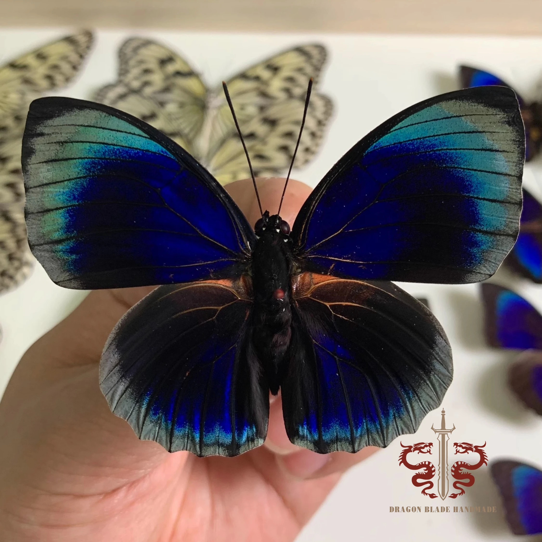 Butterfly specimen Agrias beatifica, 1pc wings spread A1/A- high quality, Decorative Display Collection Gifts