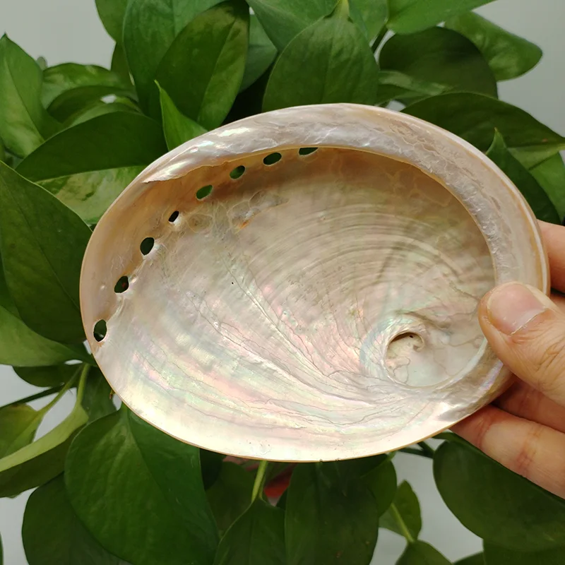 Polished Abalone Shell 100%  Australian White Natural Shell for Smudging Sage Burner Holder, Meditation, Home Décor and to Gift