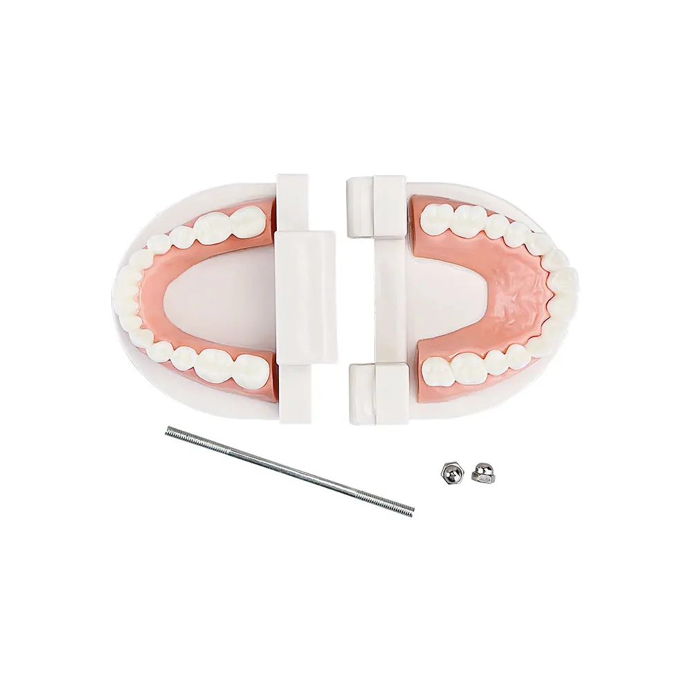 Dentistry Adult Typodont Demonstration Denture Model Standard Teeth Model Lab Material for Teaching Learning Clinic Instrument