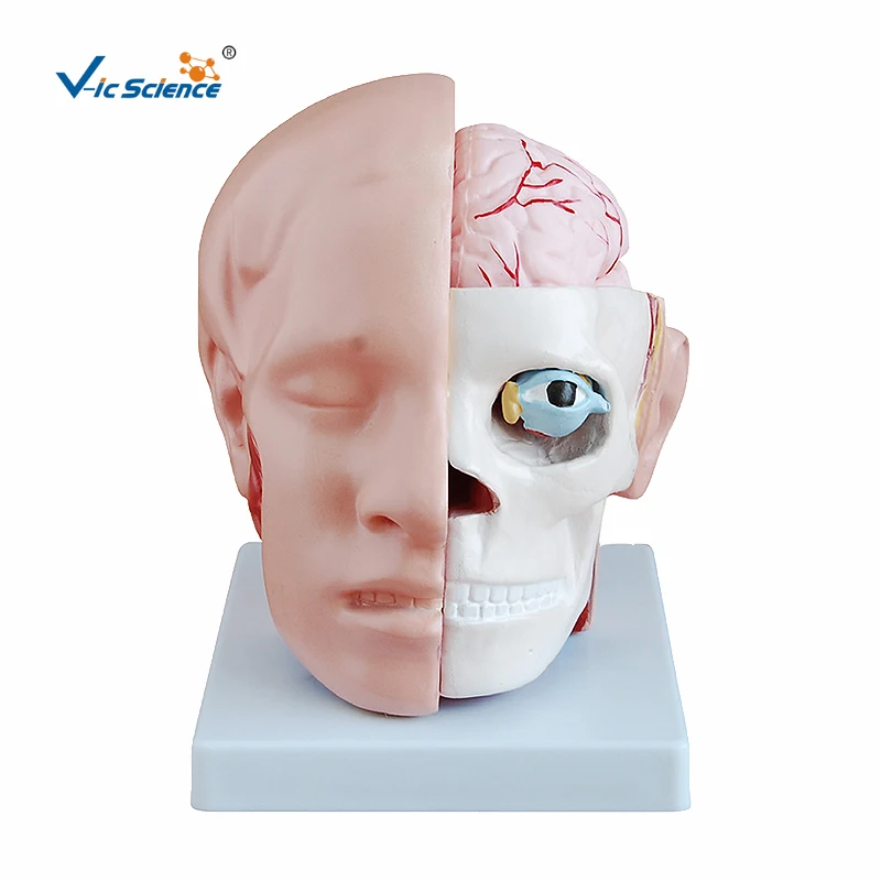 

Advanced PVC Educational Medical Human Anatomical Head Brain Artey Model for Teaching Students