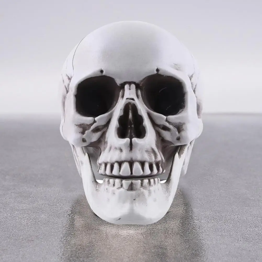 Drama Skull Prop Realistic Life Size Skull Model for Halloween Decor Outdoor Graveyard Skeleton Head Bone Model Realistic Skull