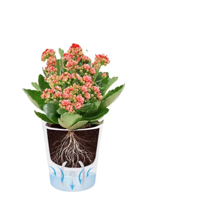 3/5/10 Pcs Self Watering Planter Lazy Hydroponic Flower Pot Plastic Translucent Self-absorbent Flower Pot Desktop Decoration