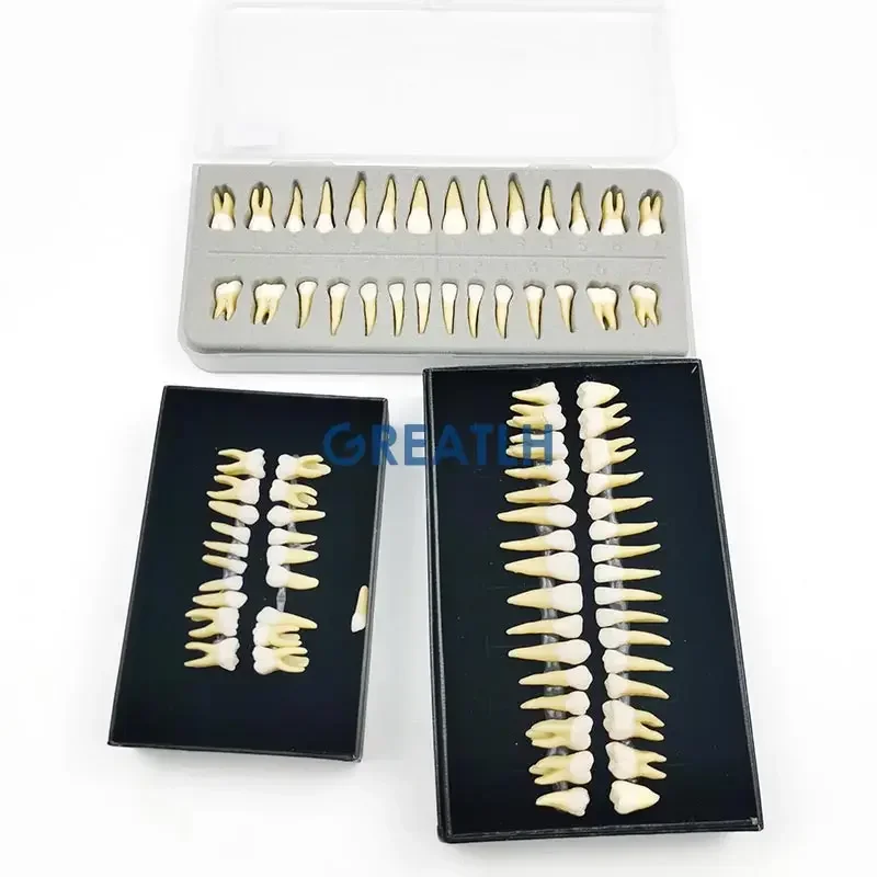 Full Mouth Dental Oral Monochrome Permanent Tooth Model with Root Simulated Pediatric Adult Teeth Model Dental Supplies