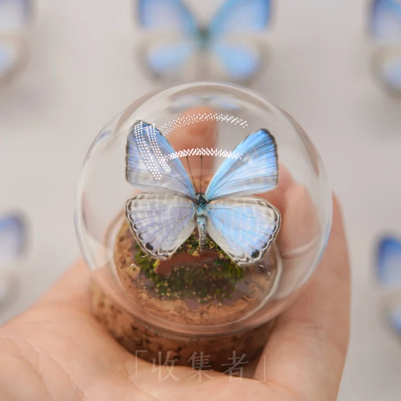 Real Butterfly Specimen Glass Cover Sky Blue Elegant Grey Butterfly Couple Birthday Gift Children's Popular Science Desktop