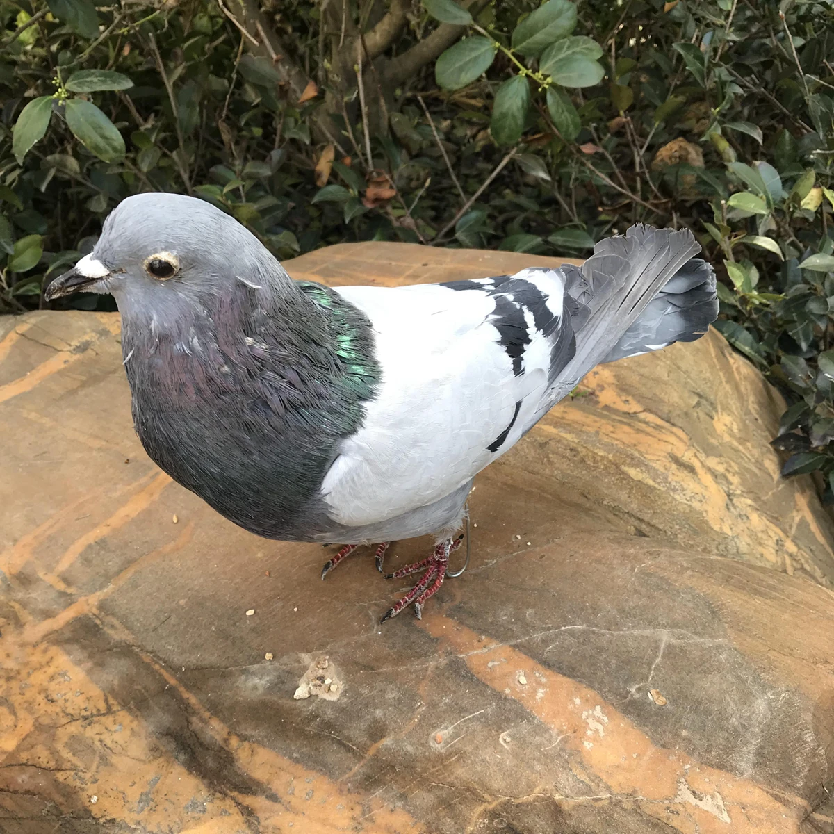 1Pcs real Taxidermy Eurasian gray pigeon Columba specimen Teaching / Decoration