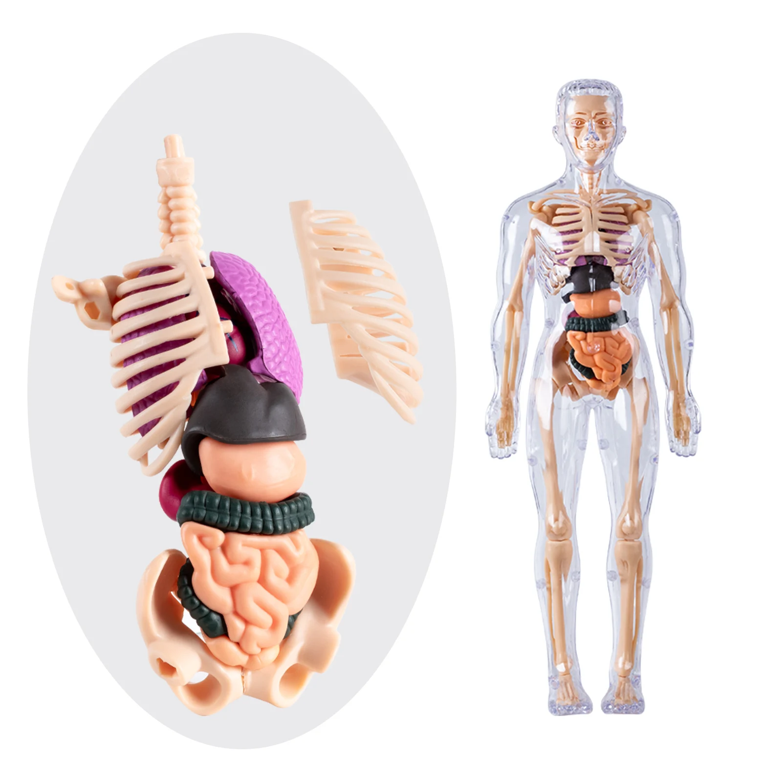 Modelo de cuerpo humano para niños, estructura de montaje desmontable, órganos de esqueleto de cuerpo completo, juguete de simulación médica de anatomía de esqueleto 3D