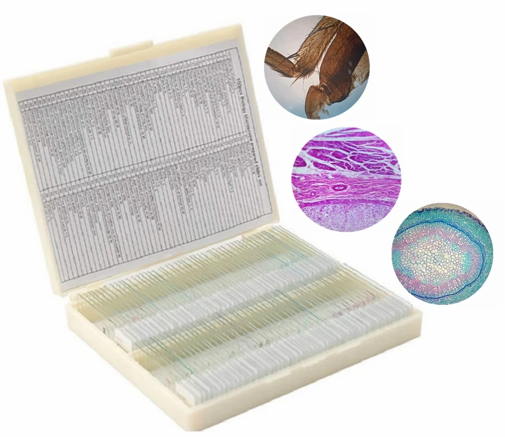 Slides Biológicos Microscópio Seção de Amostra de Espécime Plantas Espécime Plantas Animais Fatiamento Permanente para Laboratório Estudantil 100 Pcs