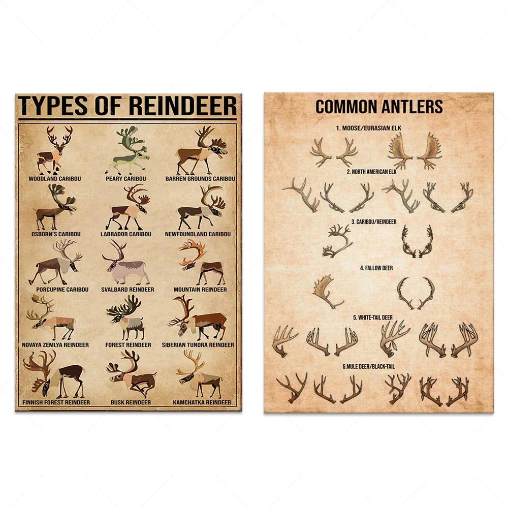 Affiches sur les cornes de cerf courantes, Affiches sur les types de rennes, Affiches éducatives sur les rennes, Impressions artistiques de cerfs imprimées pour Noël