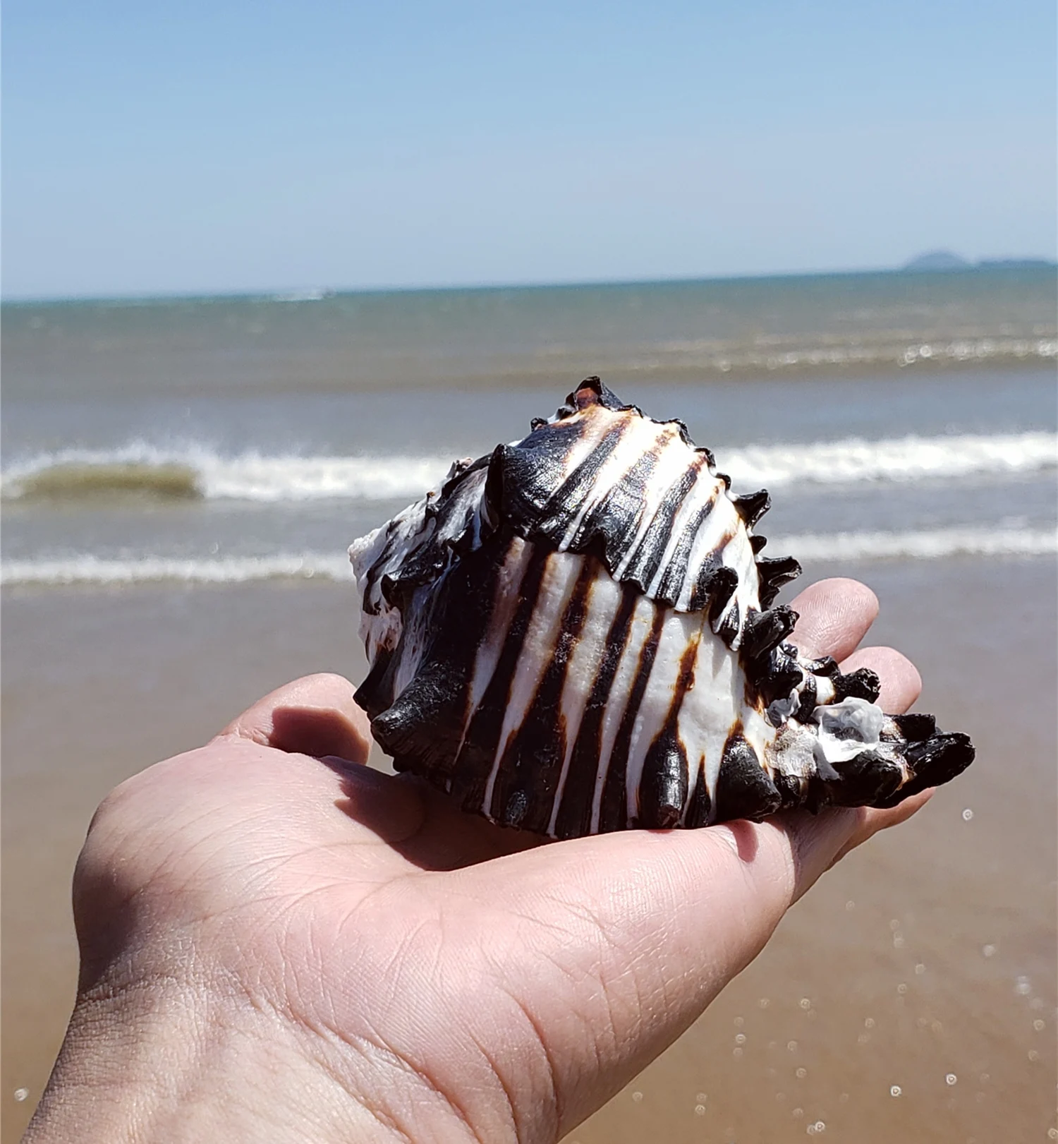10-12 cm Large Conch Shell Black Zebra Murex American Black Bone Snail Fish Tank Landscaping Home Decoration Gifts Specimen