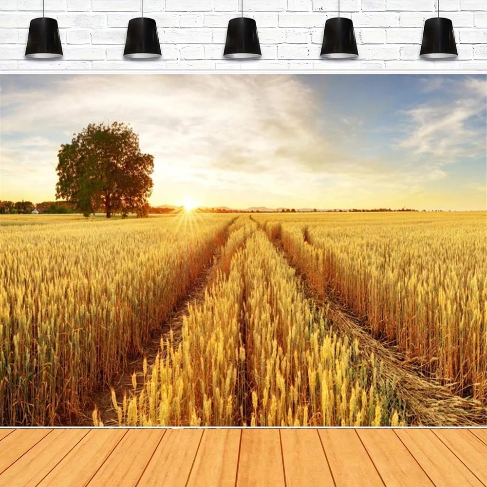 Fondo de fotografía campo bales recién cosecha puesta de sol otoño agricultura paja país cosecha Reap tierras de cultivo foto fondo
