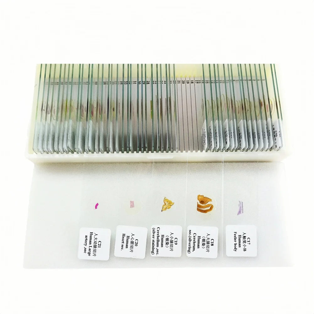 50Pcs Human Teaching Microscope Histology Prepared Slides for Education
