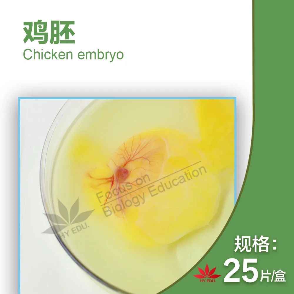 44PCS Embryological Specimen Slices 24/48/72/96 Hours 15 Varieties of Chicken Embryos Serial Section Microscope Slide