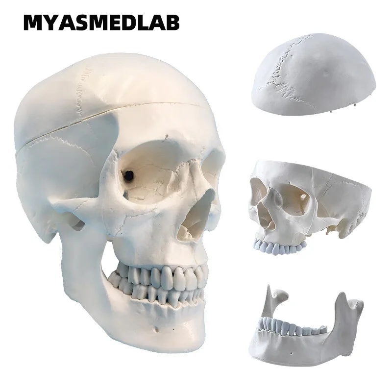 Adult 1:1 Human Skull Model Skull Head Model Human Skull Bone Model Skull Specimen