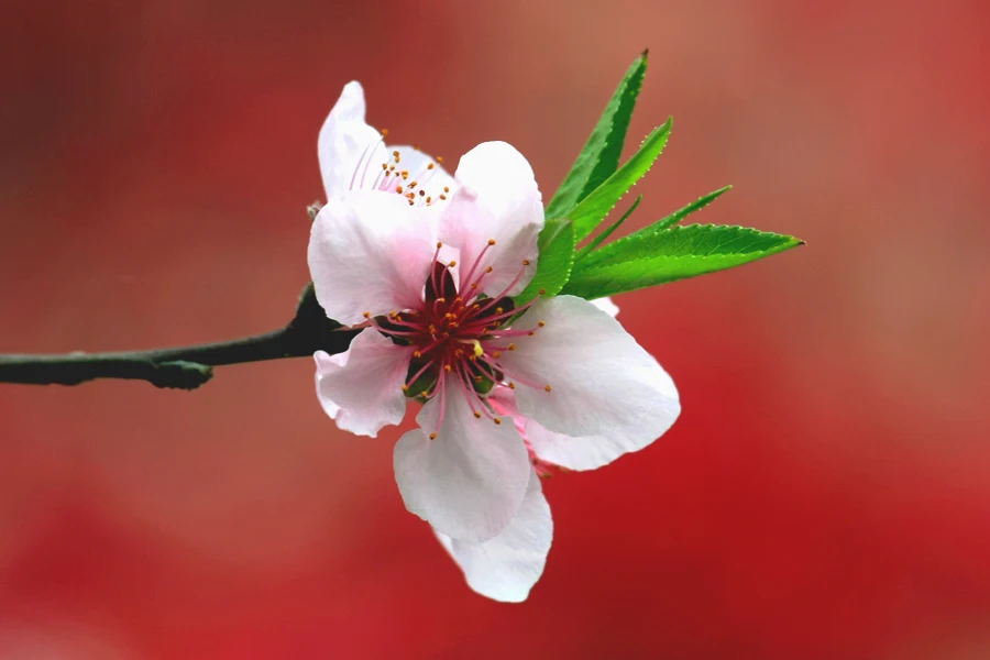 

MJX RC Hyper Go 14211 RC Car Parts For Modified Accessories Car Steering rod and steering transmission components