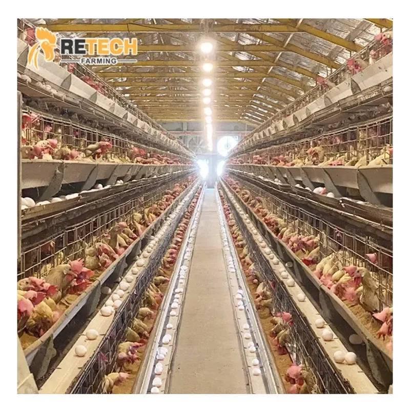 Chicken Cages Egg Layer Battery Cage Farm Equipment with Egg Collection System for Poultry Farming