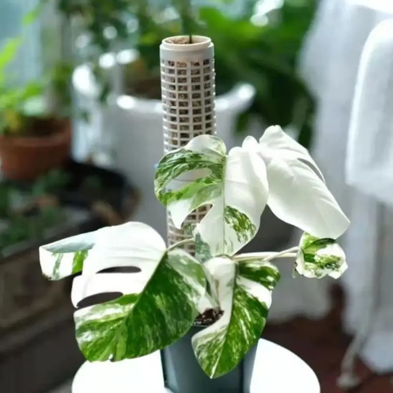 1 stks Stapelbare Mos Totem Pole Stick Sphagnum Plastic Beugel Voor Orchidee Monstera Bloemen Plant Gestileerde Klimmen