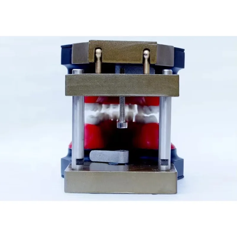 YTYIN نموذج ممارسة تقويم الأسنان Typodont #3