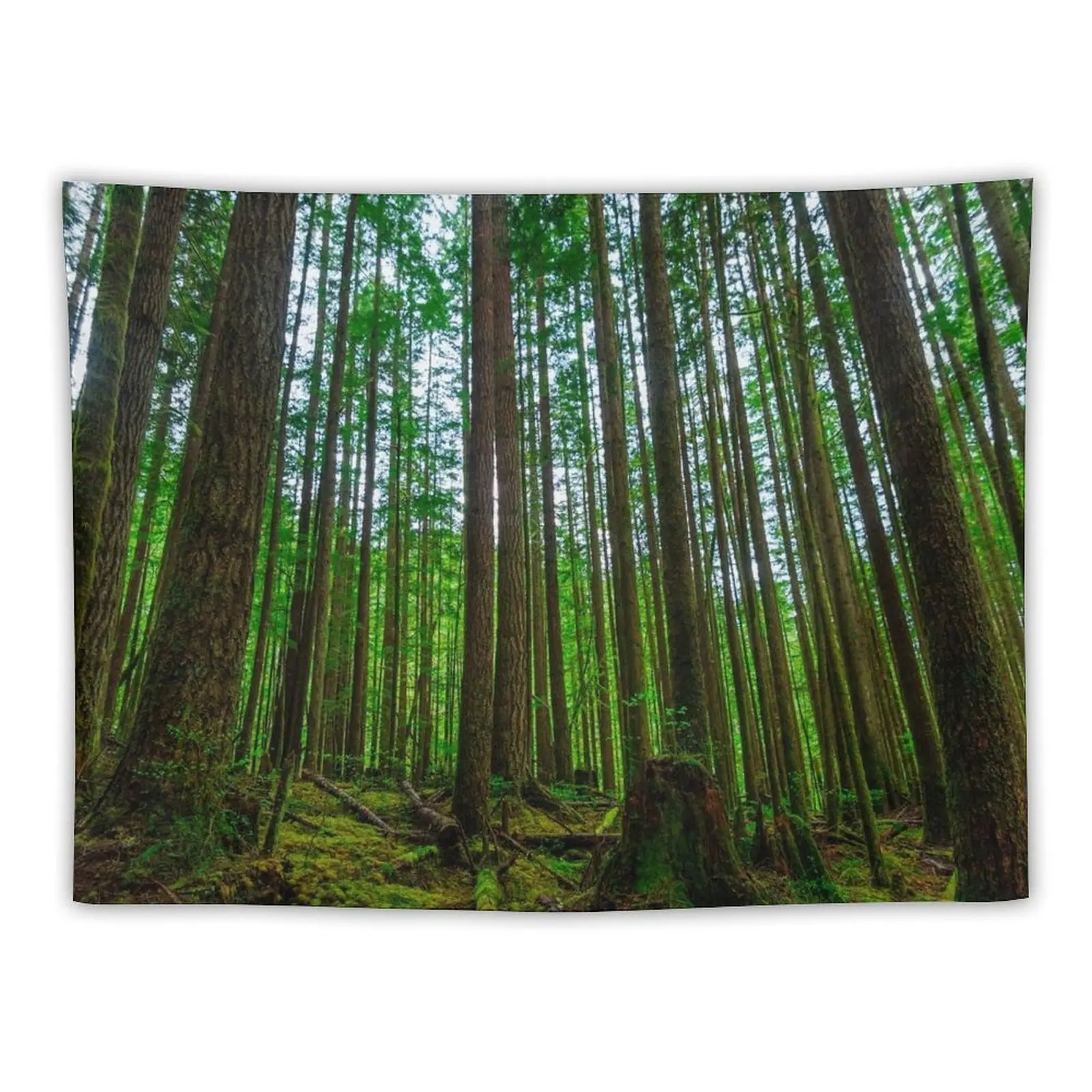 Endor Tapestry Bedrooms Decor Aesthetic Decoration Tapestry