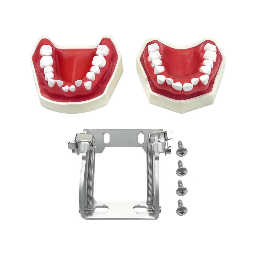 Dental Teeth Model Typodont With Red Wax Orthodontic Treatment Demo Dentistry Practice Teaching Patient Studying Research Model