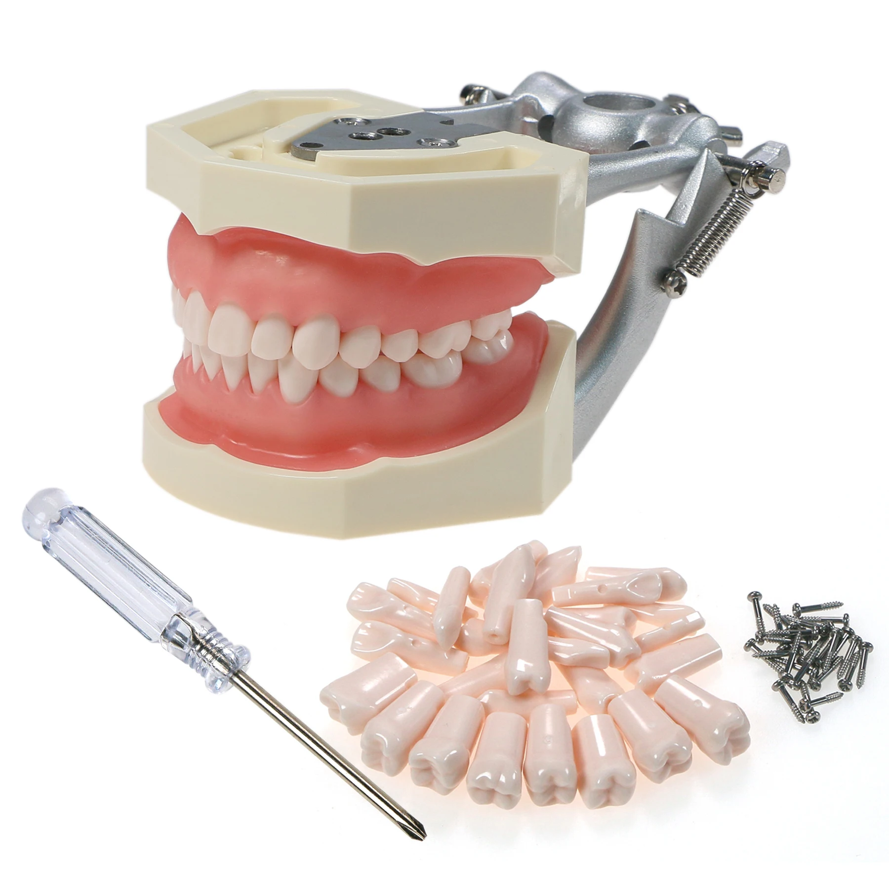 Dental Practice Typodont Teeth Model with Caries Spots Kilgore Nissin  500 Type 28PCS Teeth M8011 M8024