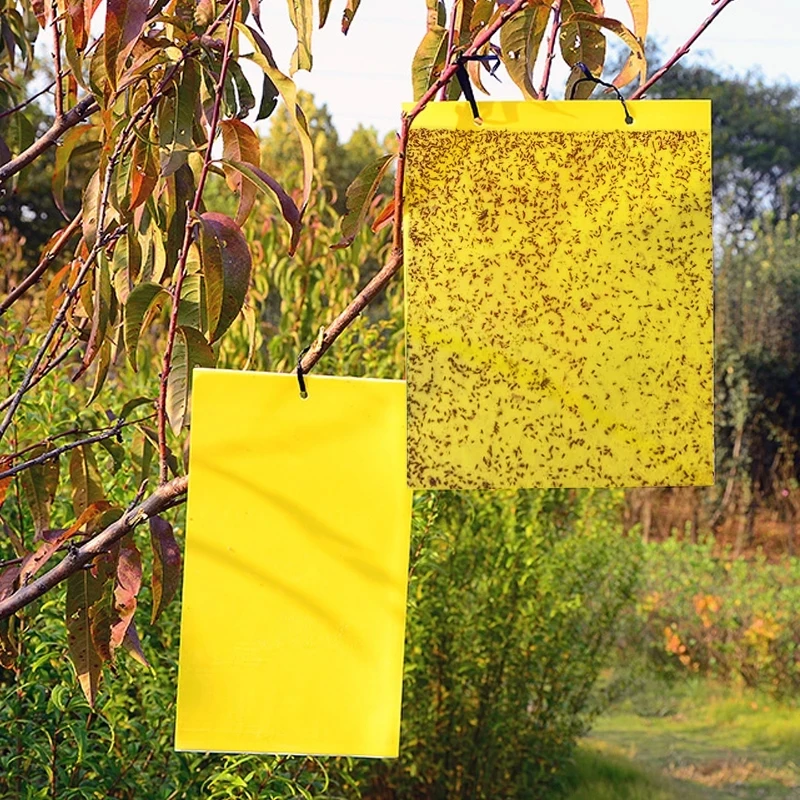 30-100pcs Strong Fruit Fly Traps Bugs yellow Sticky Board pest control insect killer Two-sided glue paper trap for kill pests