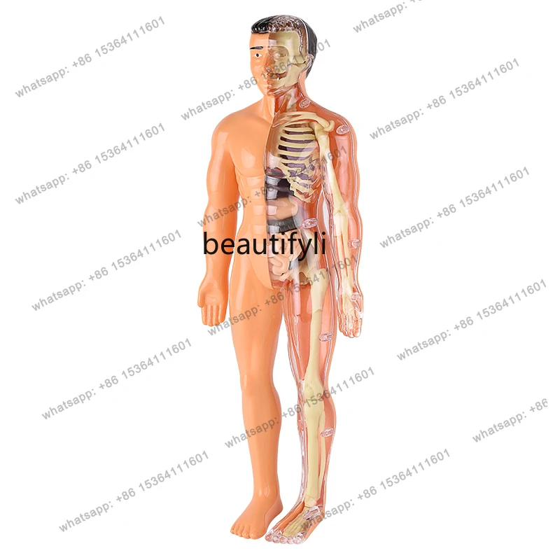 Detachable Assembled Human Model Structure Whole Body Bone Organ 3D Skeleton Medical Anatomy Simulation
