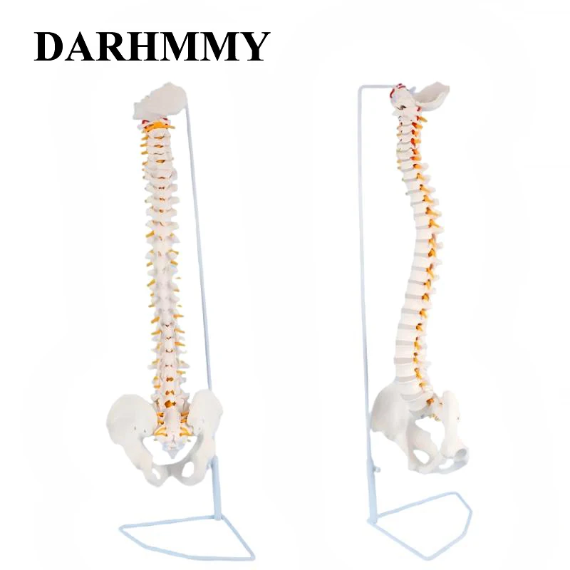 

Модель позвоночника DARHMMY в натуральную величину 85 см, белые костяные позвонки, нервы, артерии, поясничная колонна и мужской таз, металлическая подставка