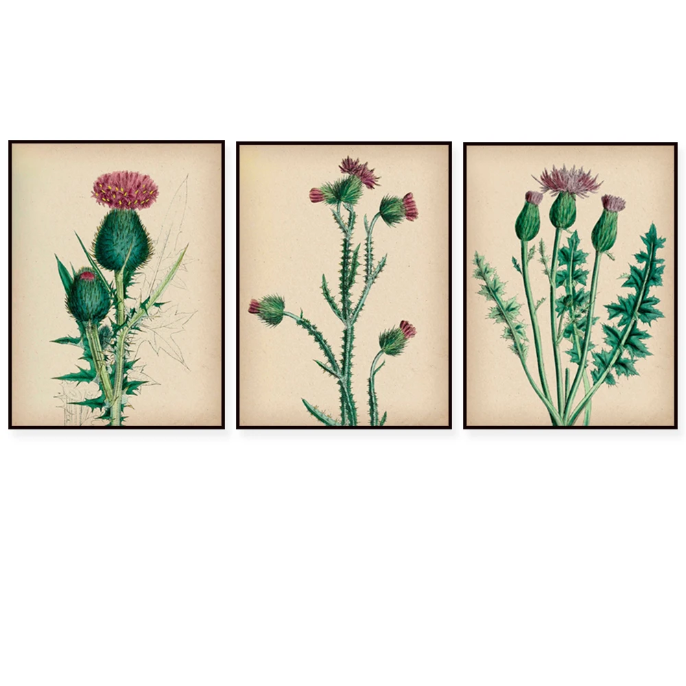 Thistle Art Poster, Vintage Botanical Illustration, Antique Wildflower, Floral, Housewarming Gift, Botanical Scientist Gift
