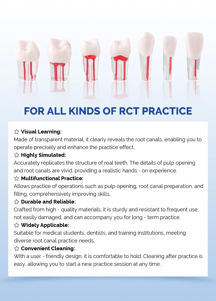 28-teiliges Set AZDENT Dental RCT Wurzelkanal-Übungsmodell Zähne Typodont Endo-Trainings- und Lehrmodell Endodontisches Harzzahnmodell – Detail 2