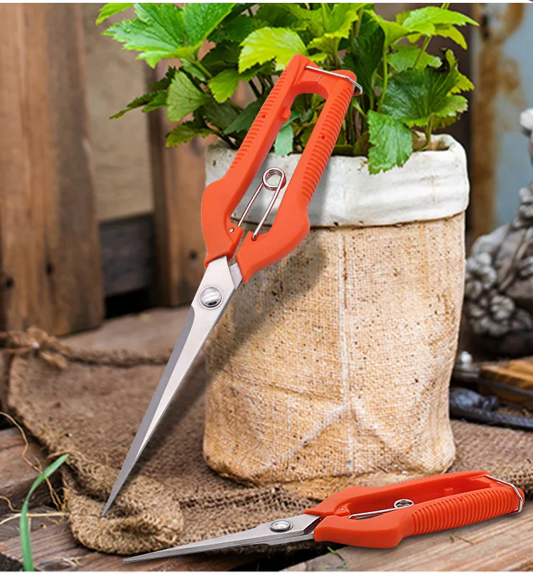 Imagem -02 - Fruit Picking Scissors Thinning Poda Shears Jardinagem Ferramenta Tamanho Grande Aço Inoxidável