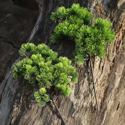 36cm Sztuczne rośliny Gałąź sosny Zielone liście Sztuczne rośliny Domowa sosna Bonsai Akcesoria Kwiaty ślubne Dekoracje aranżacyjne