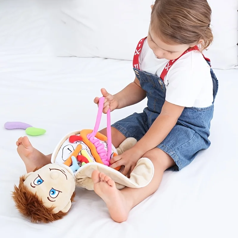 Human Body Anatomy Toy, Montessori Preschool Educational Organ Plush Toys for Kids, Science Learning Kits for Student