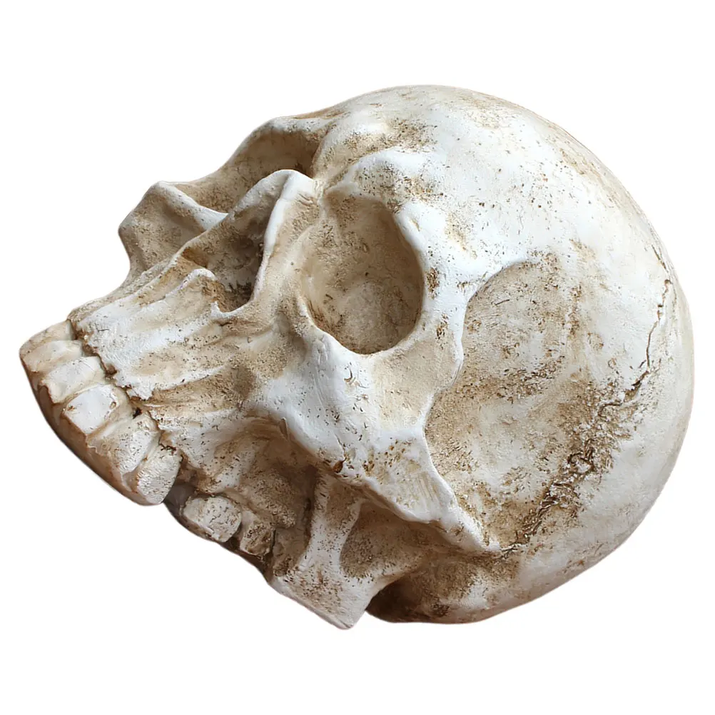 

Halloween Skull Model Scary Props Fake Resin Skulls Indoor Ornaments Realistic Decoration Human Heads Party