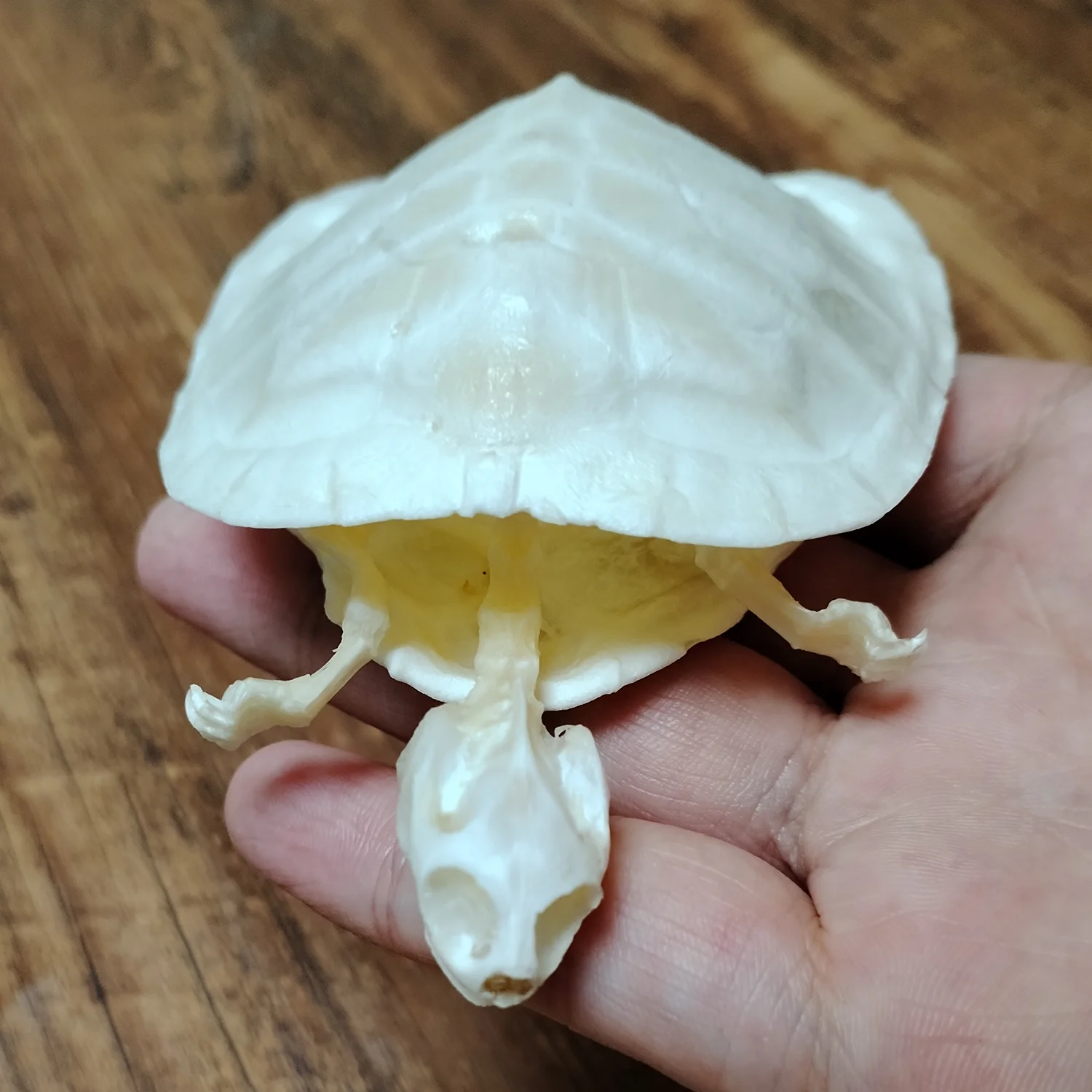 Natural Tortoise Skeleton, Complete Real Animal Bone, Taxidermy Specimen Collection Science Education Collectibles Special Gifts