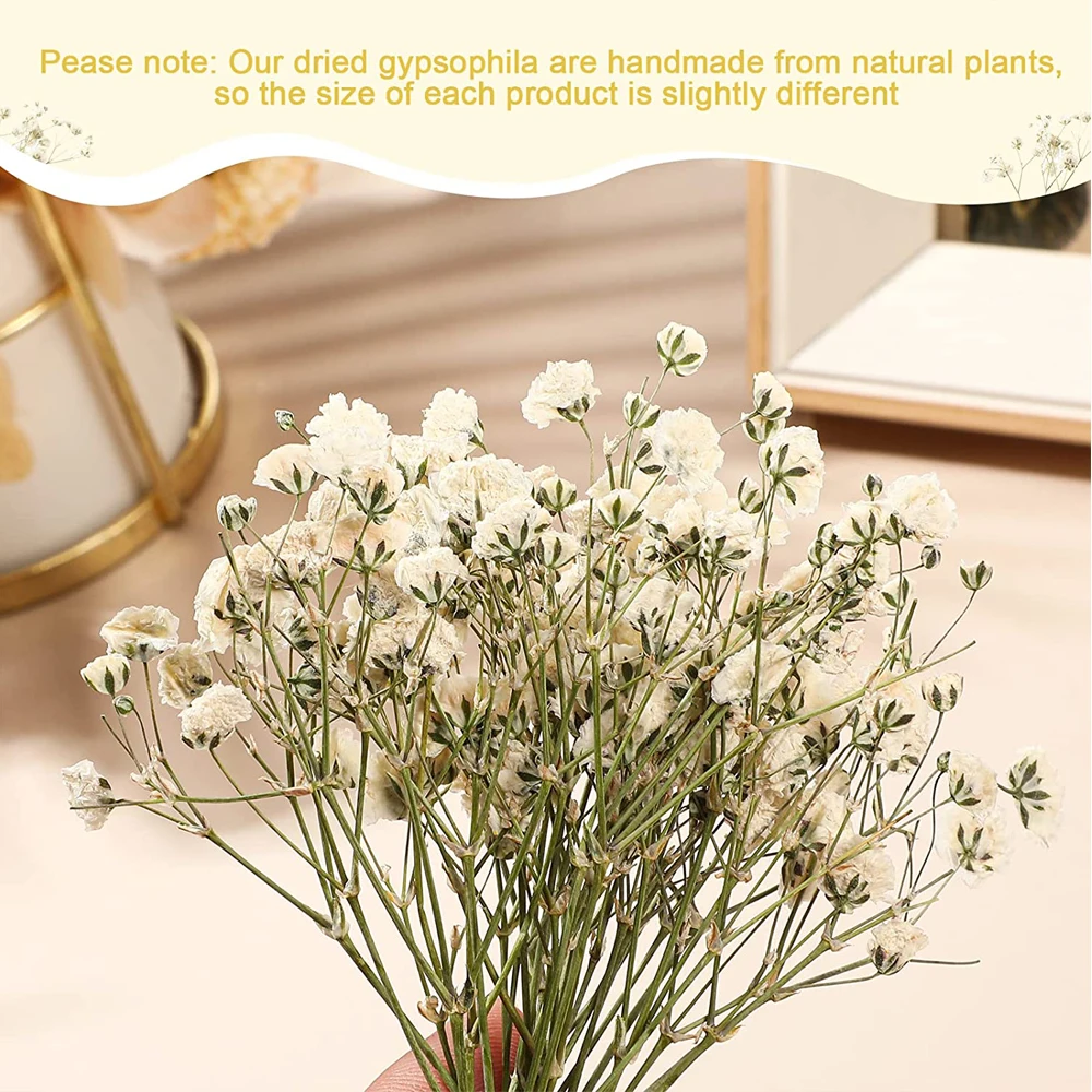 Imagem -03 - Flores Naturais Secas Babys Breath Real Pressionado Flores para Casamento Ivory White Bulk 200 Pcs