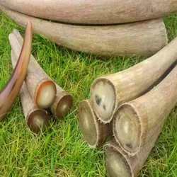 natural white Yak horn raw material knife handle pipe cigarette holder Buddha beads carving collection decor hangings material
