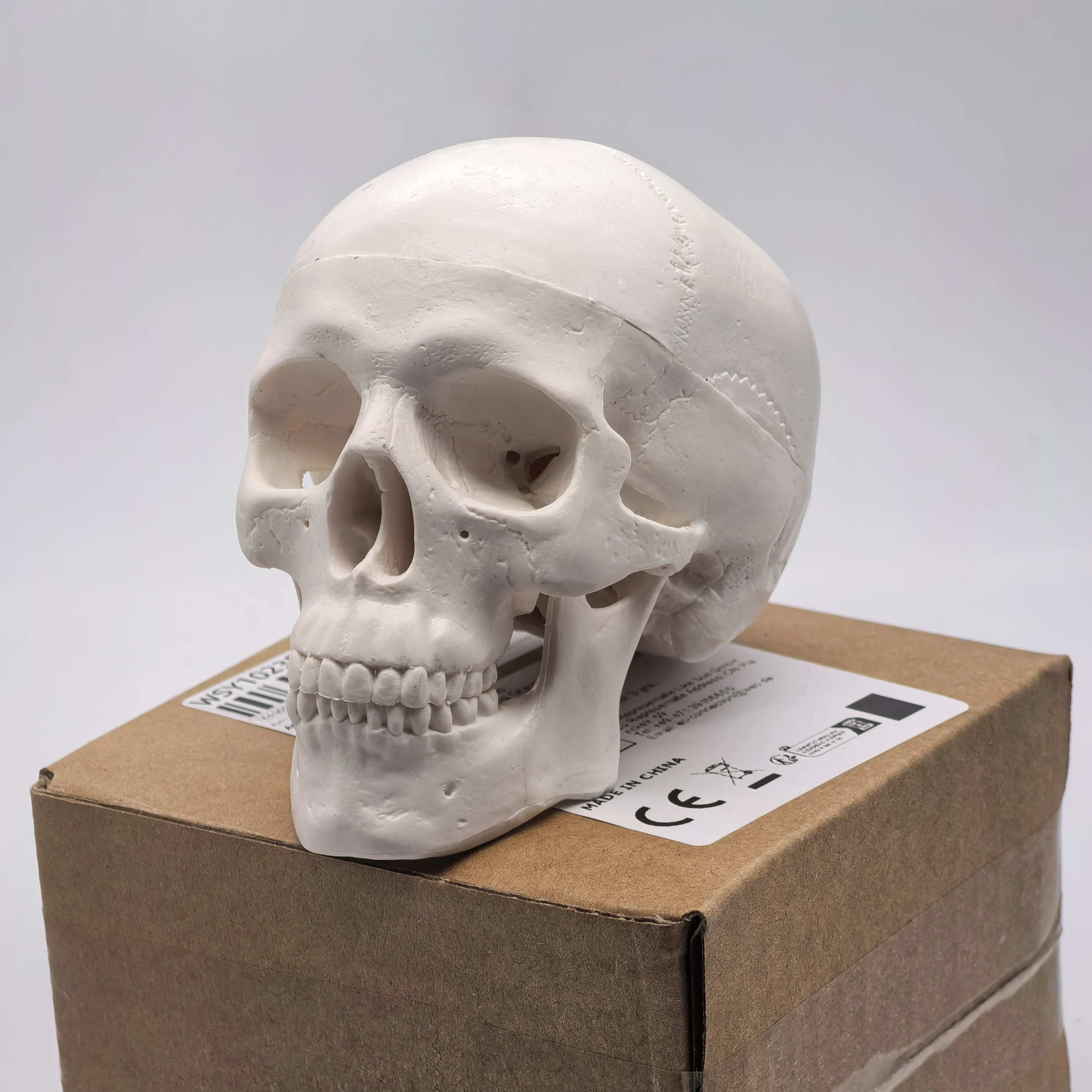 table Human Skull Model - Anatomical Study Head for Medical Teaching, 3D Anatomy Demonstration, Dental Student Supplies, Science