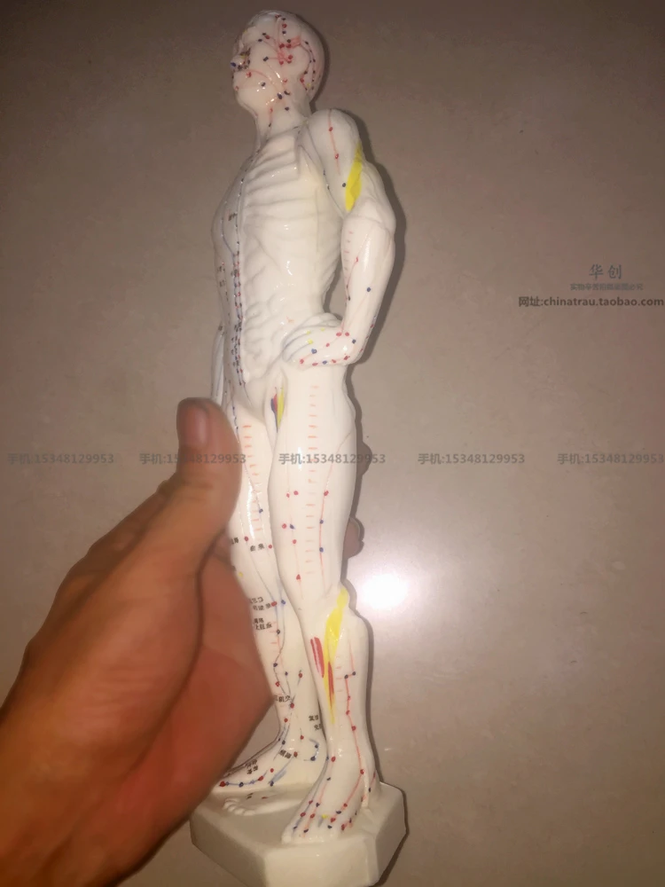 Medical use human meridian point model super clear acupuncture male model model of traditional Chinese experiment 26cm