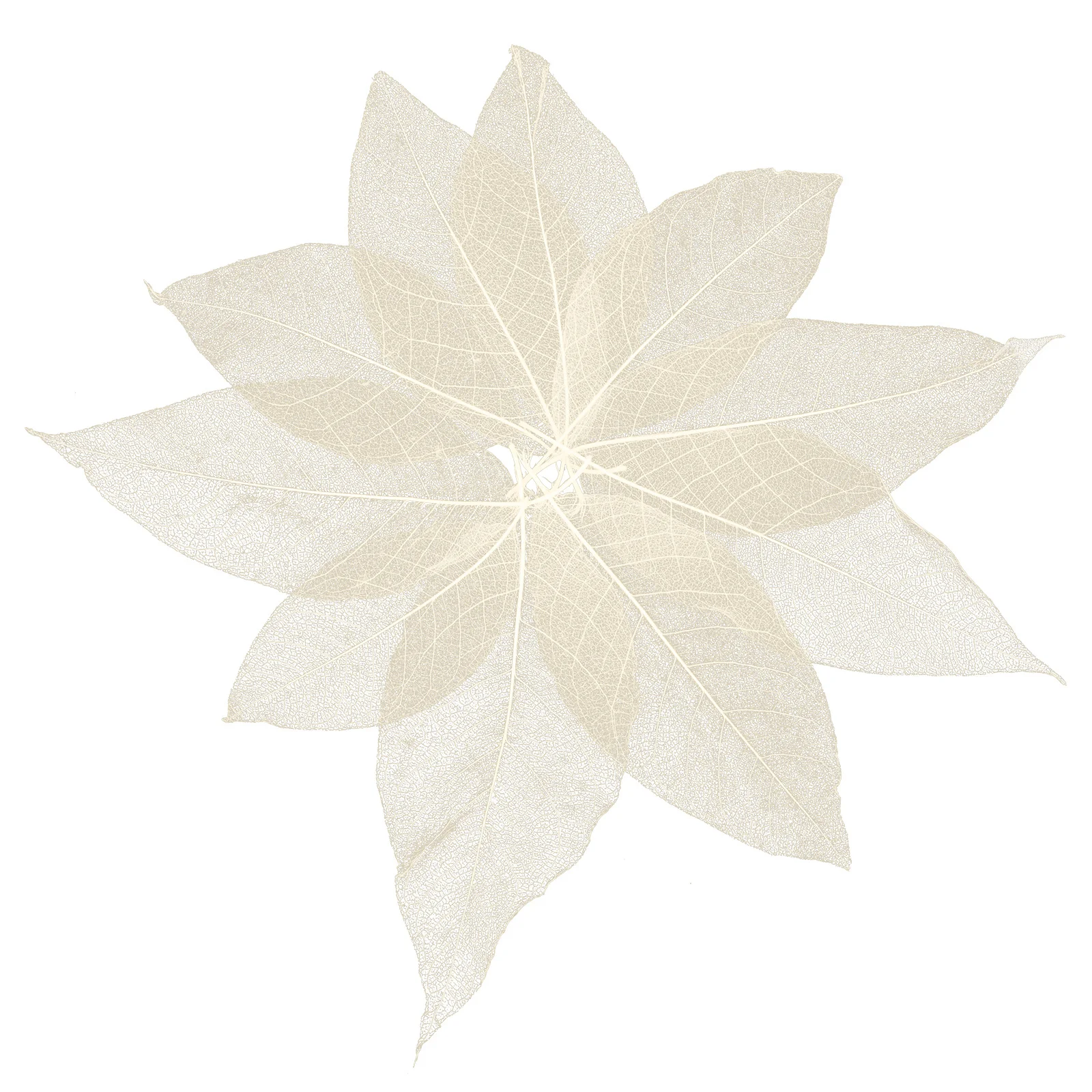 

100Pcs Magnolia Dried Leaves Specimen Natural Leaf DIY Materials Scrapbook Craft Cards Decoration Gift