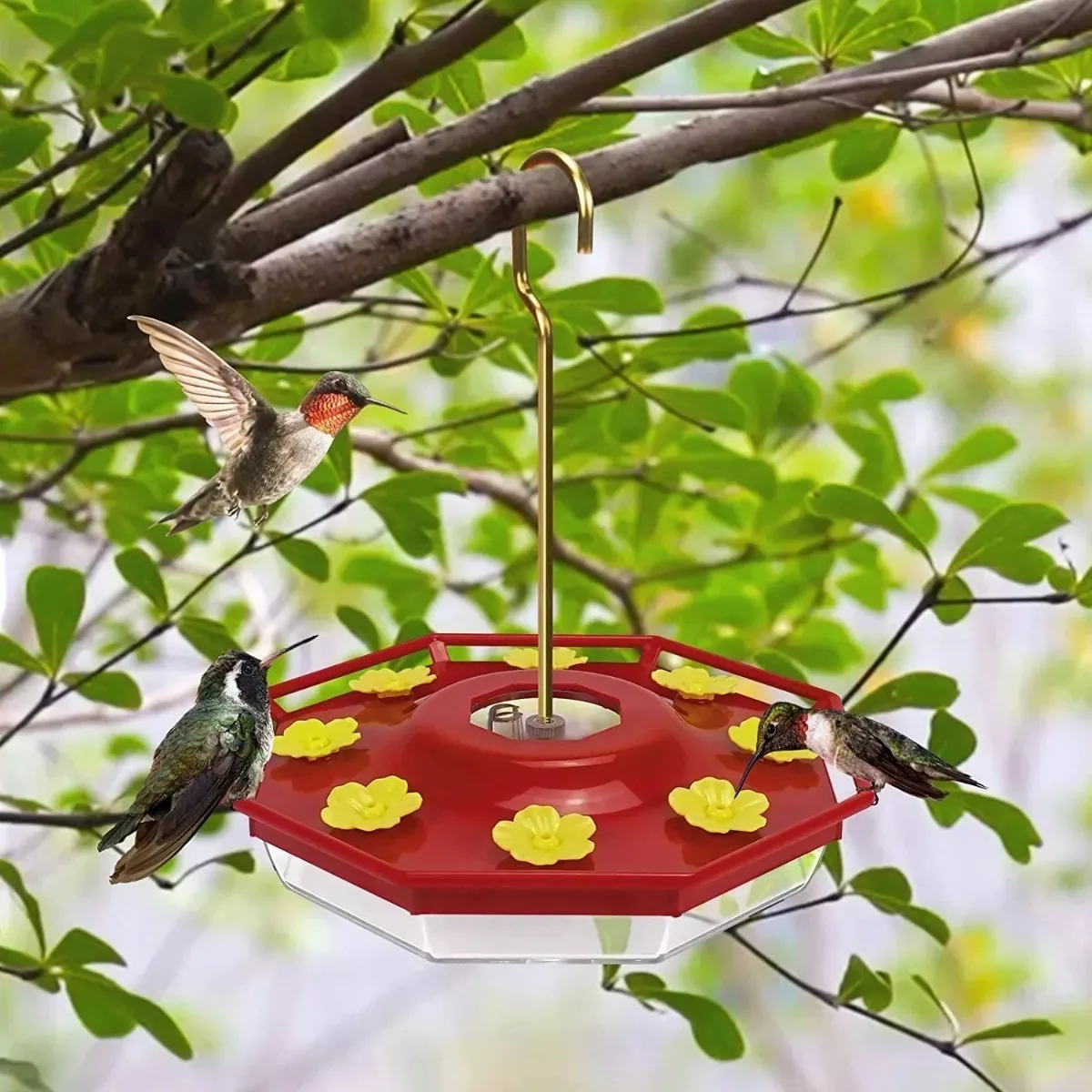 Hummingbird Drinker With Yellow Flower In Red Bottle