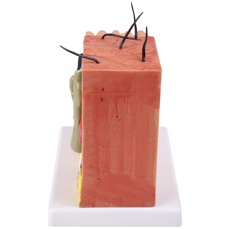 

Ingenious-Skin Model,Skin And Hair Structure Enlarge Model Anatomical Model Anatomy For Science Classroom Study Display Teaching