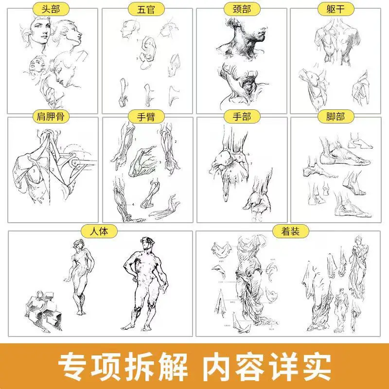 Guia completo de Bridgman para desenhar da vida