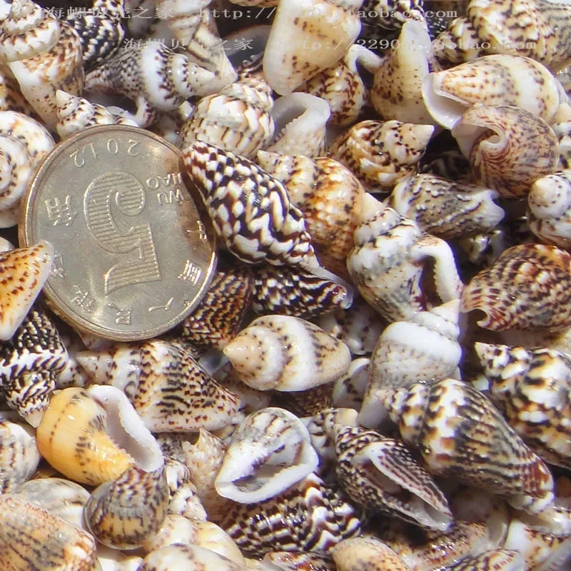 100pcs 1-2 cm Natural Sea Shells Conch Beach Decor Craft Seashell Aquarium Marine Style Fish Tank Seashells Conch Embellishment