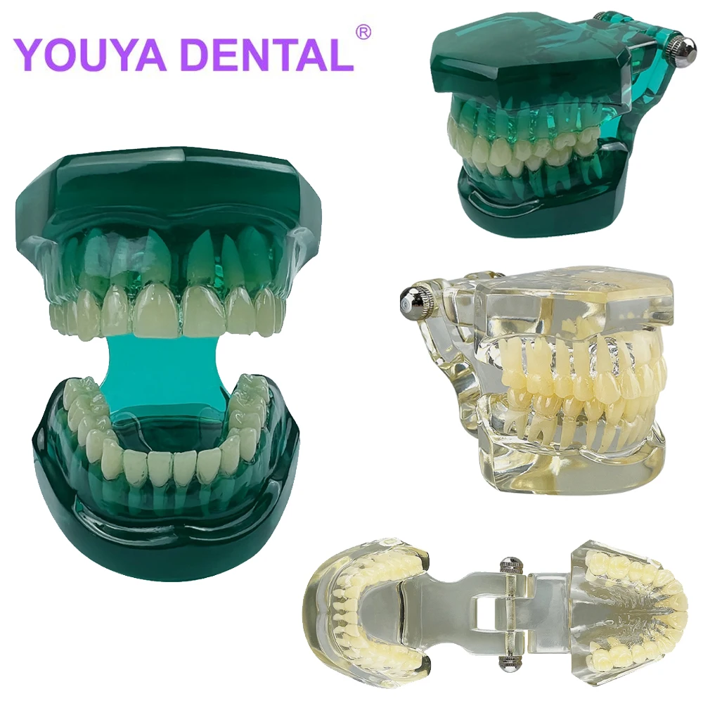 Transparent Dental Teaching Teeth Model Typodont Demonstration Model Tool For Dentist Student Education Training Study Practice