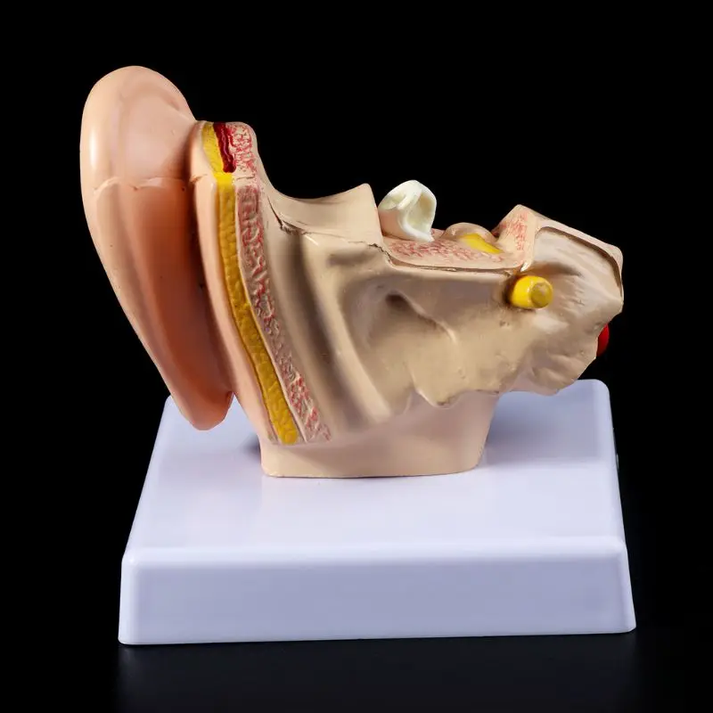 1.5 vezes vida tamanho humano orelha anatomia modelo organmedical ensino suprimentos profissional d5qc