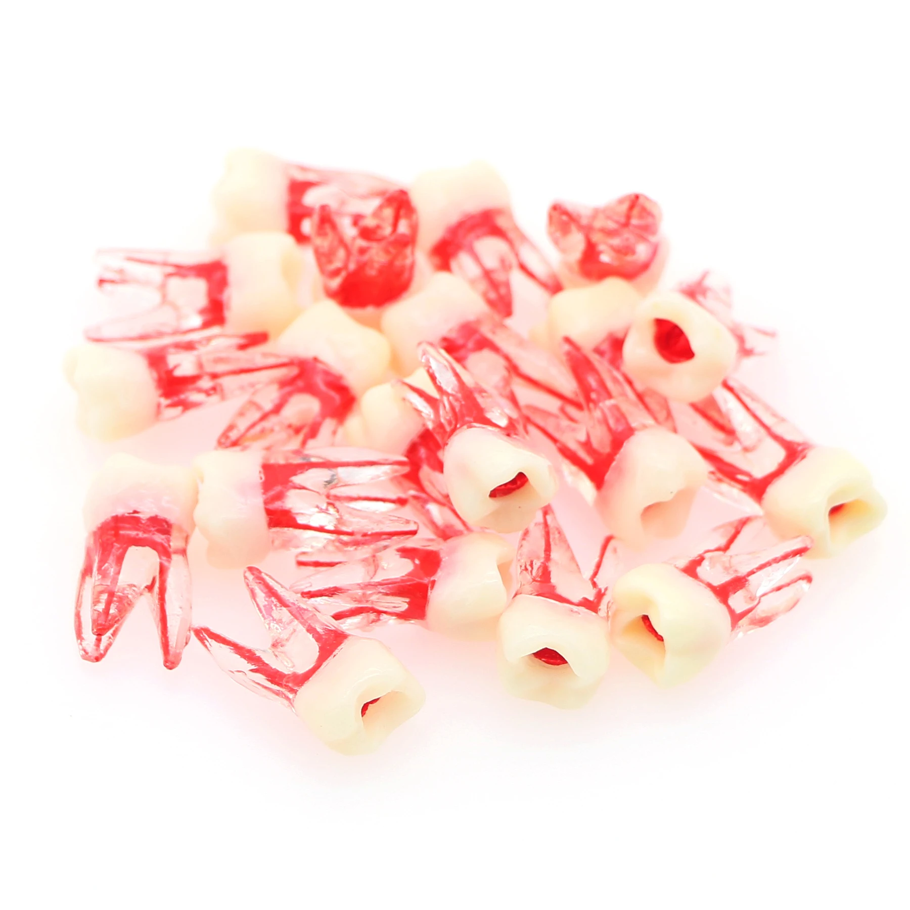 Clear Resin Root Canal Training Teeth Model Endodontic Practice Tooth With Visible Red Pulp Dental Student Root Therapy Model