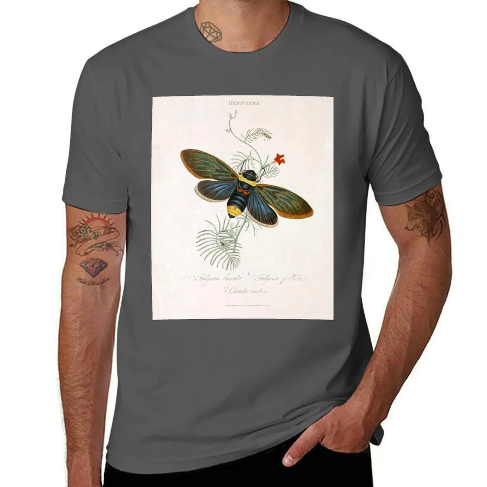 

Tacua Speciosa Cicada T-Shirt graphic t shirts for man cotton t shirt pack man t shirt designer T-Shirt