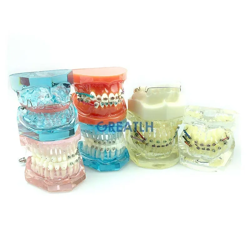Dental Orthodontic Teeth Model Transparent Teeth Orthodontic Model with Brackets