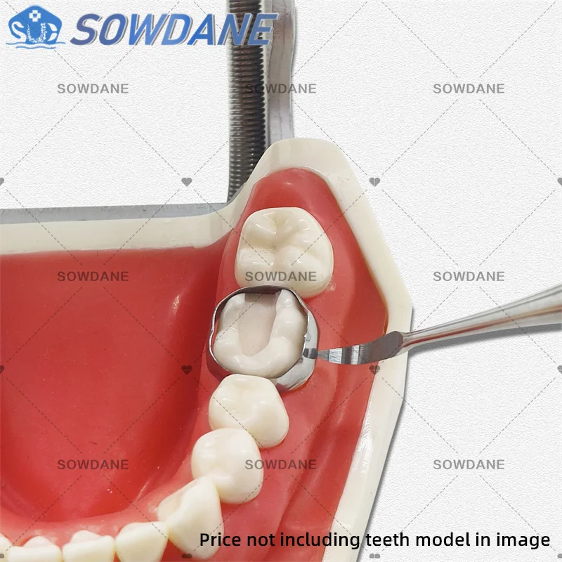 Bande orthodontique dentaire à double extrémité, pointe longue avec détartreur, outil pour livres de dents